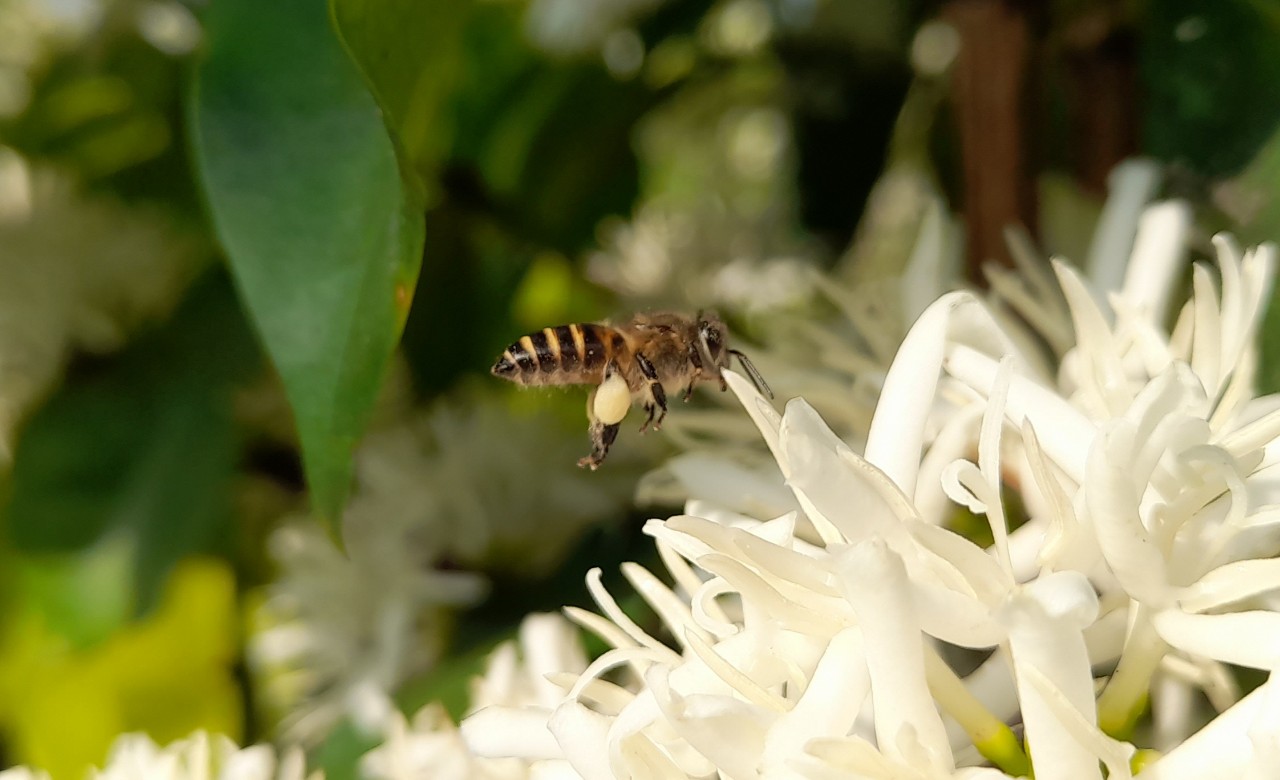 All You Need To Know About Honey From Coffee Flower