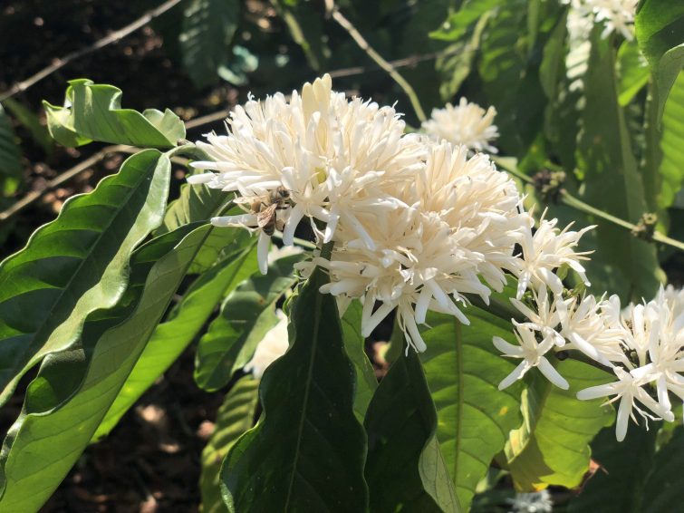 Ong hút mật từ cây hoa cà phê vào mùa hoa cà phê nở tháng 2-3 dương lịch