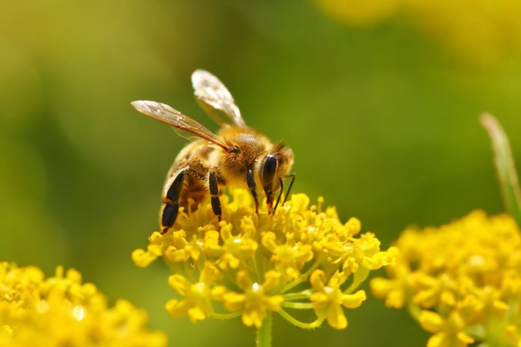 Ong mật: Ong mật là loài sinh vật tuyệt vời, với khả năng tạo ra mật ong thơm ngon và có nhiều lợi ích cho sức khỏe. Xem ảnh ong mật và học hỏi về văn hóa của chúng ta trong việc chăm sóc và bảo vệ loài ong quý giá này.