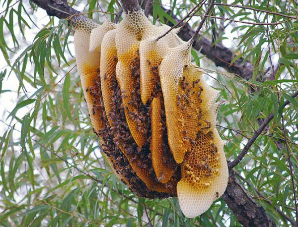 Tổ ong rừng ở tự nhiên